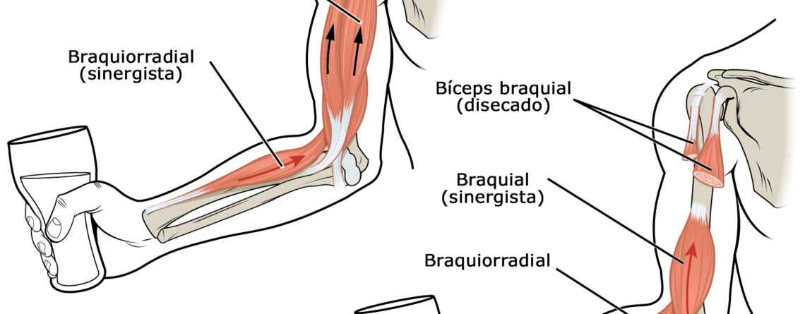 Qual é o músculo mais forte do corpo humano?