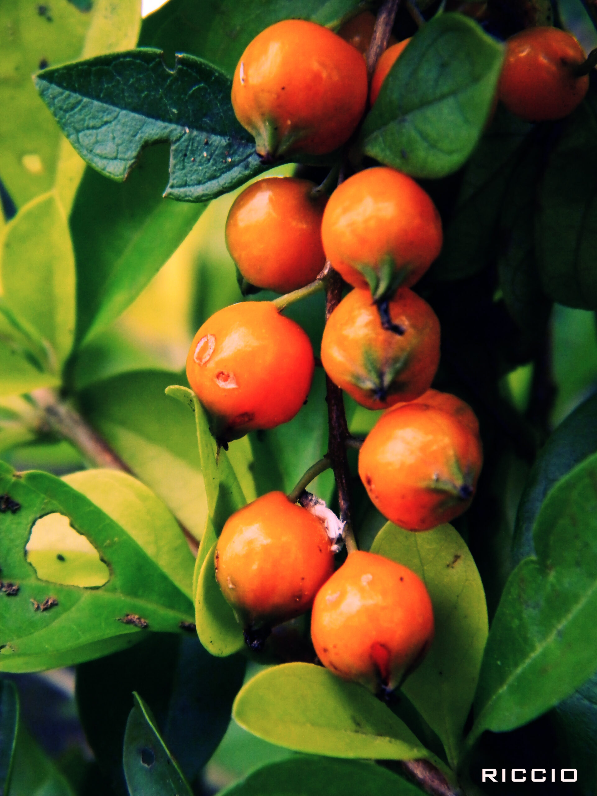 Qual a fruta que dá mais sono?