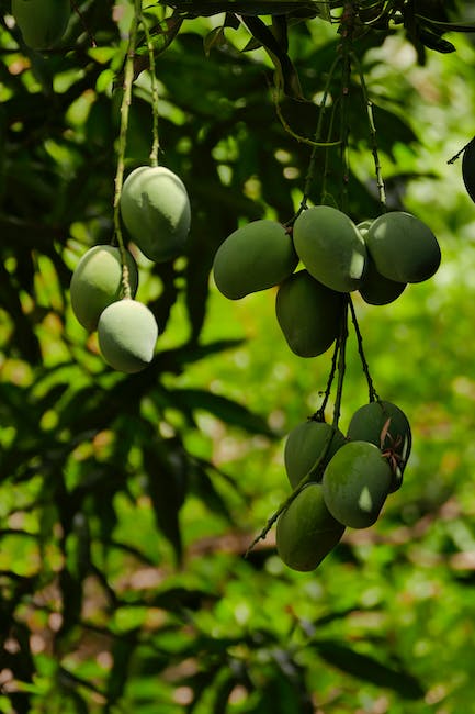 Qual frutas que queima gordura na barriga?