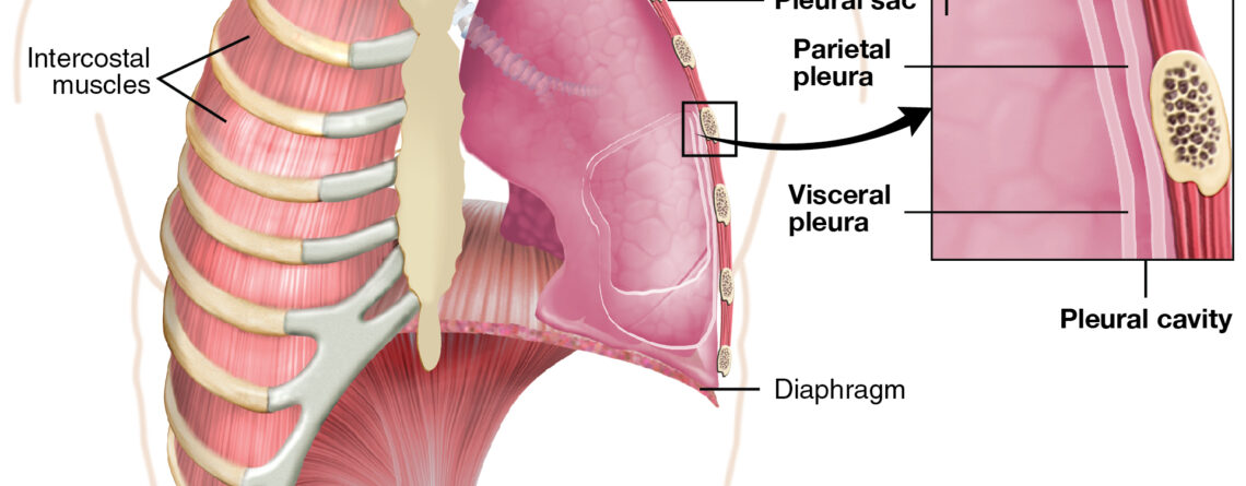 Como alongar a fáscia muscular?