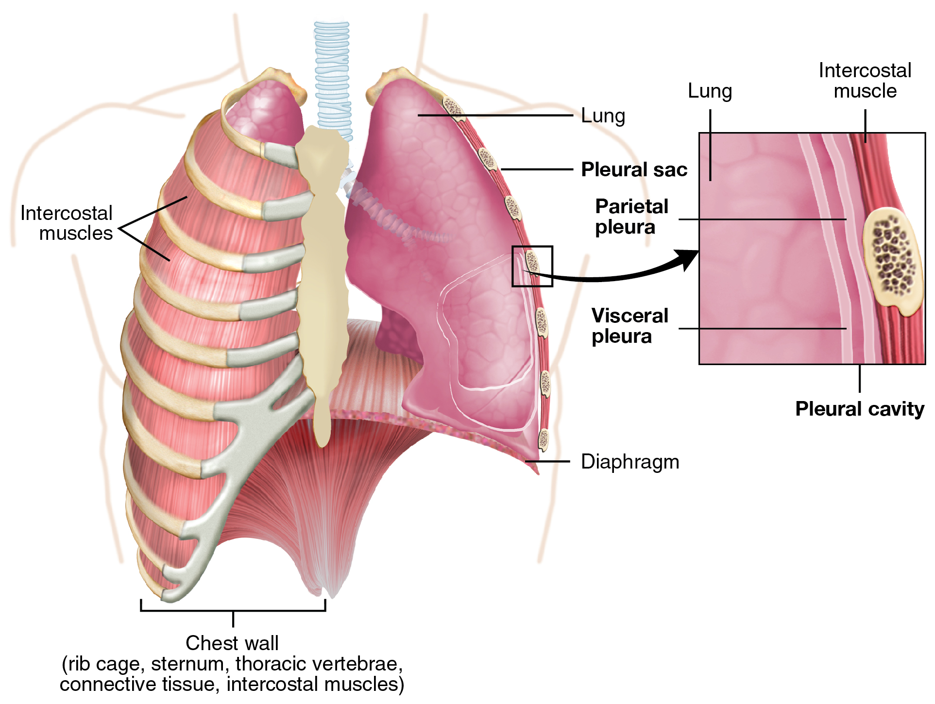 Como alongar a fáscia muscular?