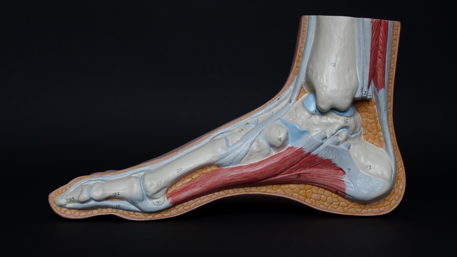 Quando começou a fisioterapia pélvica?