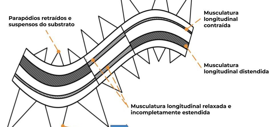 O que é bom para soltar a musculatura?