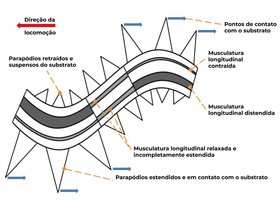 O que é bom para soltar a musculatura?