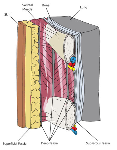 Onde se localiza a fáscia muscular?