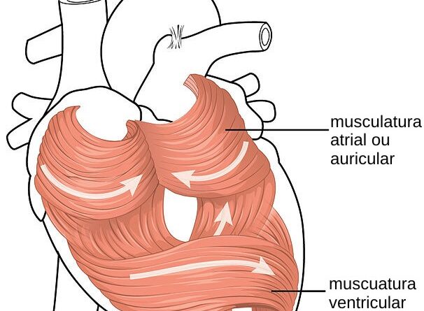 Como deixar a musculatura do assoalho pélvico forte?