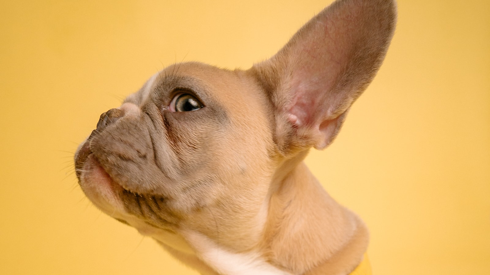 Como alimentar pets e como eles podem contribuir com seu bebê?